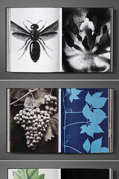 Open Botanical: Observing Beauty book displaying black and white illustrations of a bee and plant, with additional pages showing grapes and blue leaves. ©Artbook D.A.P.
