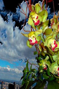 Image from Lucas Samaras: Flowers Book of green orchids with red centers against a cityscape with clouds. ©Artbook D.A.P.