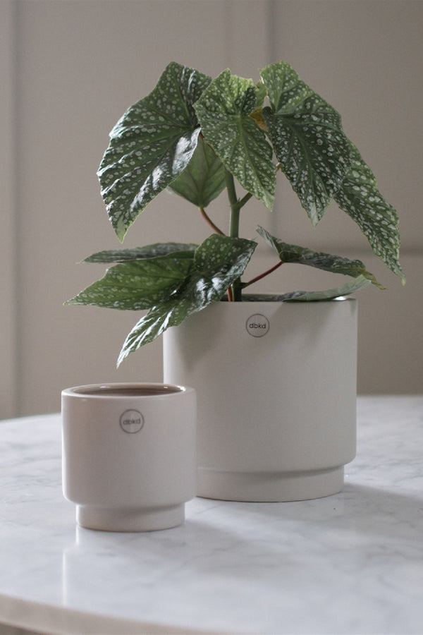 Two Solid Mole pots on a white table. The larger size to the back right has a plant inside.