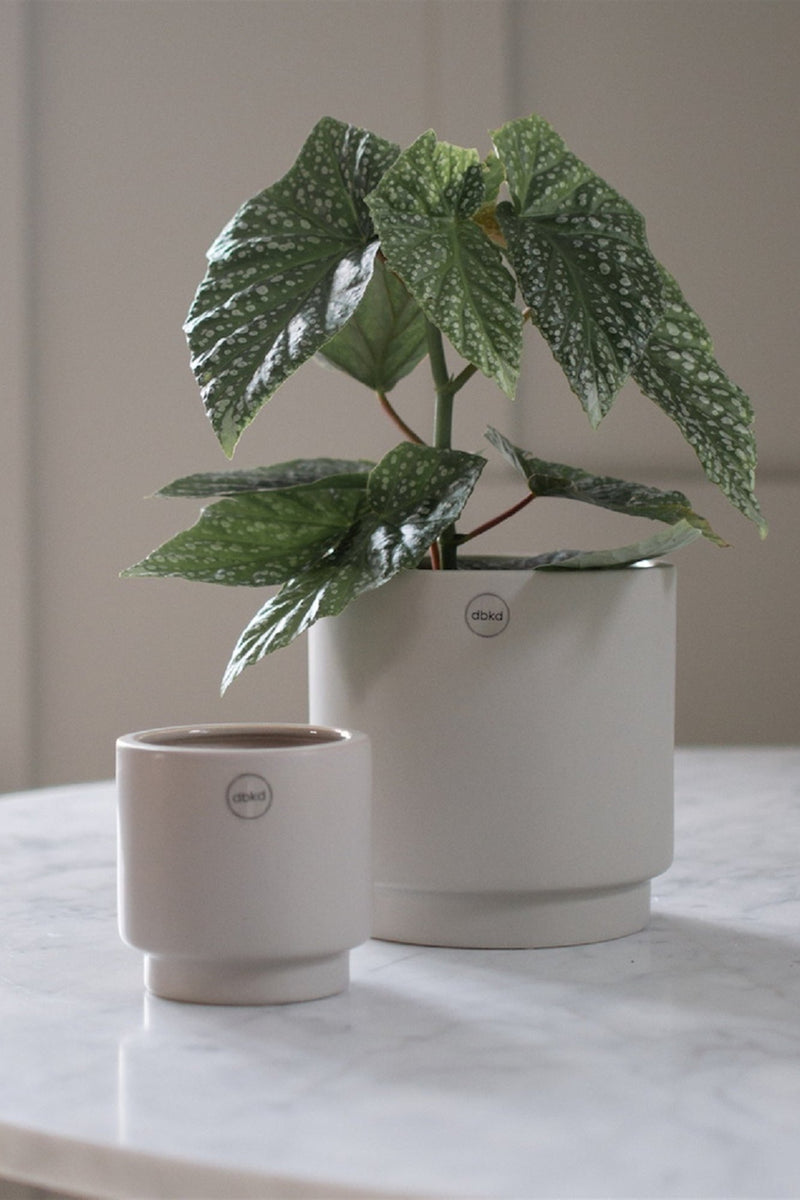 Two Solid Mole pots on a white table. The larger size to the back right has a plant inside.