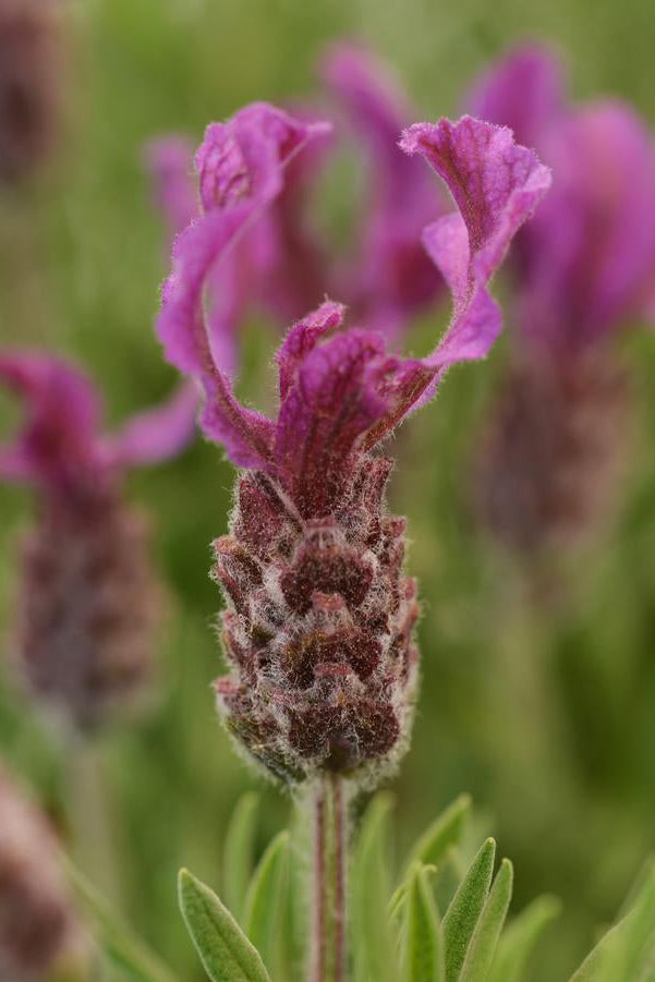 Close-up of Lavandula s. 'Bandera Deep Rose' purple lavender flowers with a blurred green background ©Hoffie Nursery