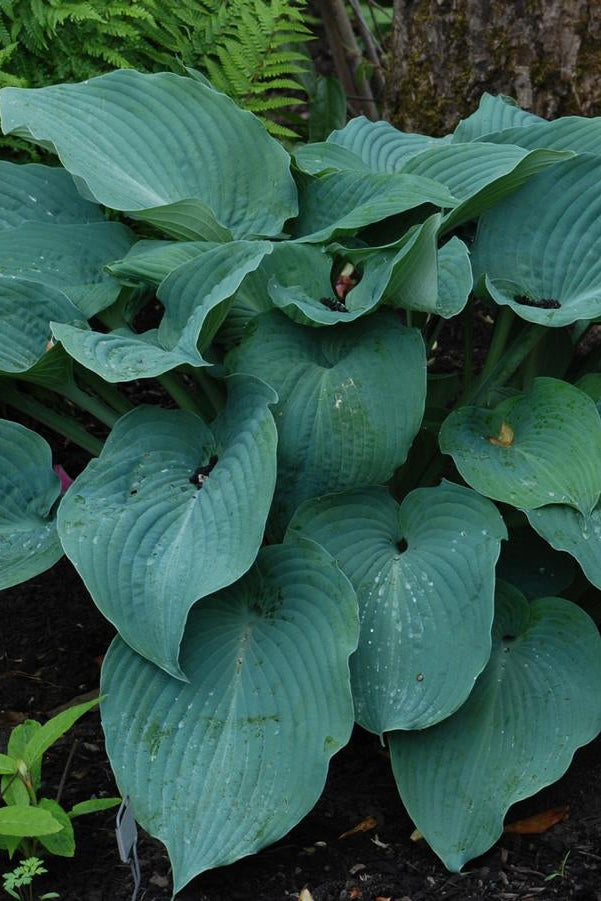 Hosta 'Blue Angel' in a naturalized setting and mature ©Hoffie Nursery