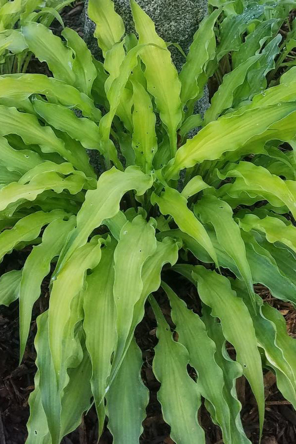 Hosa 'Curly Fries' with its long scrappy green leaves ©Hoffie Nursery