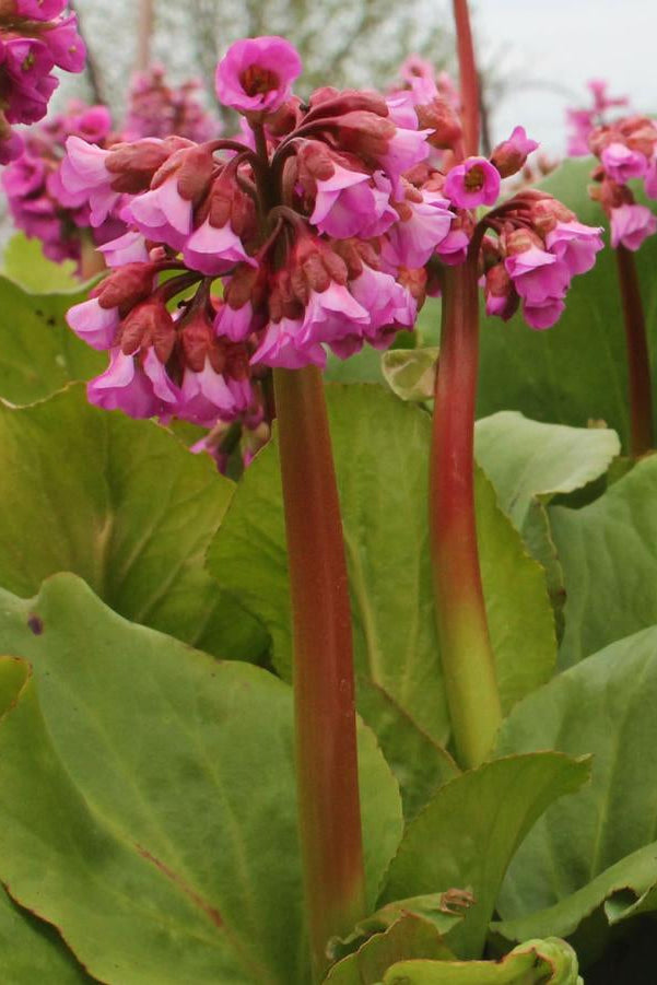 Close-up of blooming Bergenia cordifolia pink flowers with green leaves in the foreground ©Hoffie Nursery