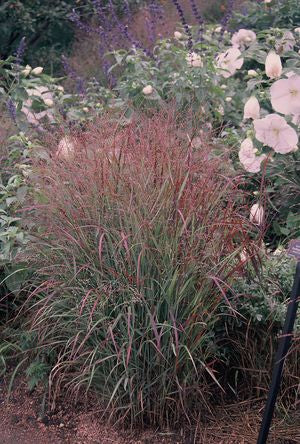 Panicum v. 'Shenandoah' planted in a landscape ©Hoffie Nursery