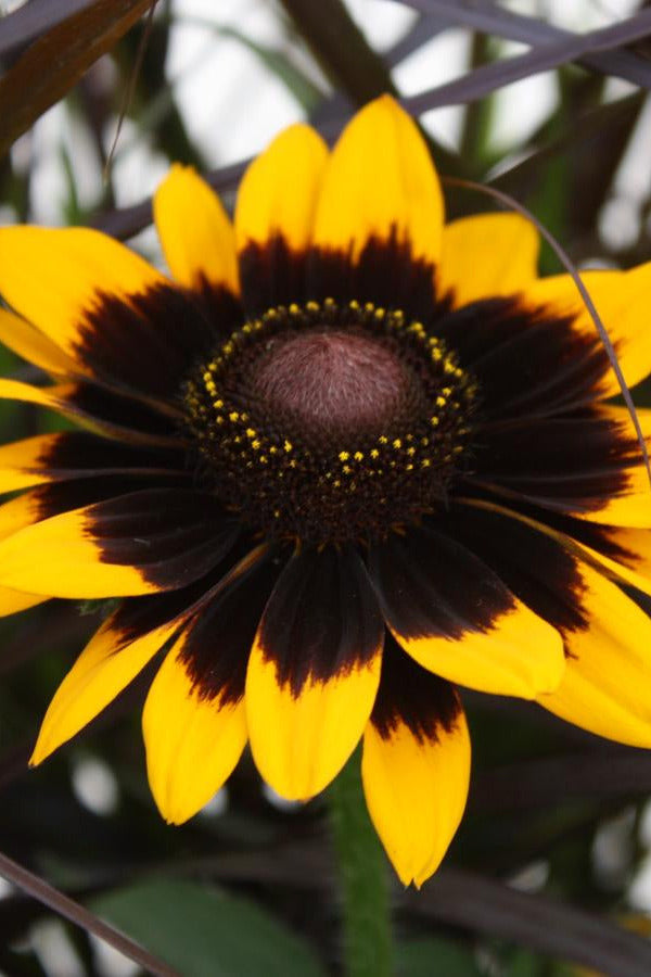 Rudbeckia 'Sonora' flower up close ©Hoffie Nursery