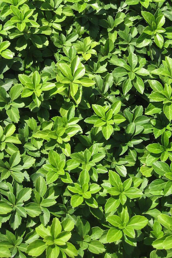 Pachysandra t. 'Green Carpet' in mass ©Hoffie Nursery