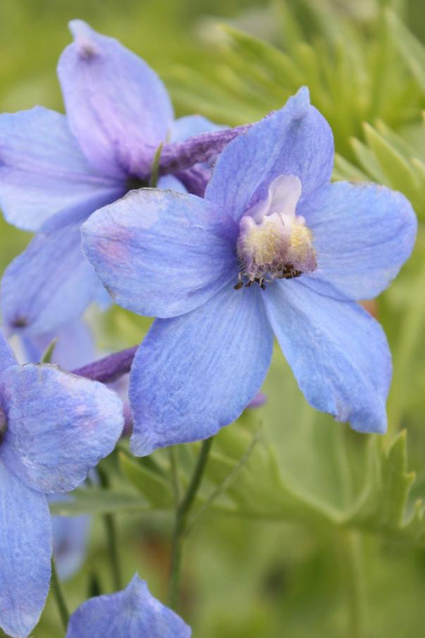 The Delphinium 'Belladonna' in full bloom showing the light blue to purple white open flowers .©Hoffie Nursery