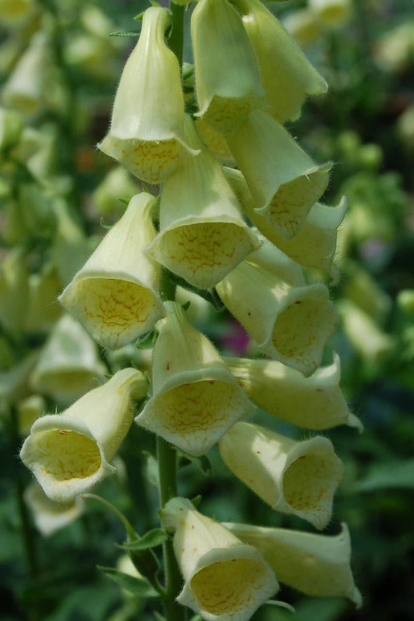 Digitalis grandiflora light yellow blooms up close ©Hoffie Nursery