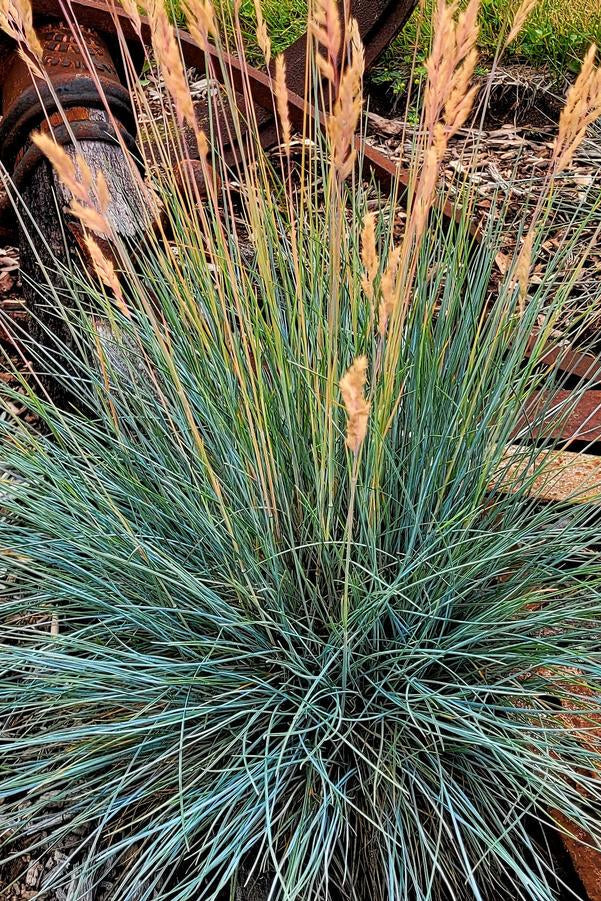 Festuca 'Cool as Ice'  plant with rusted metal in the background ©Hoffie Nursery