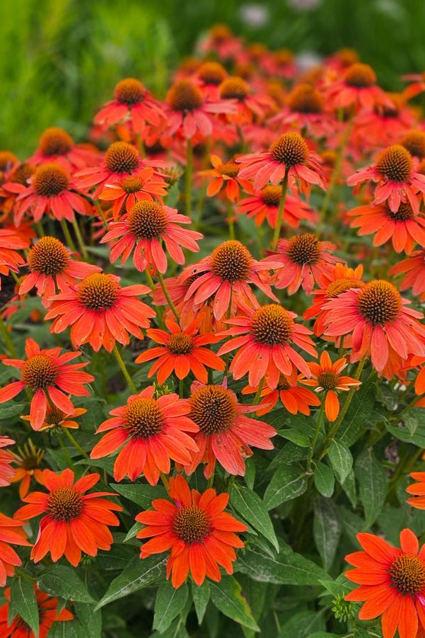 Echinacea 'Sombrero Adobe Orange' planted in mass showing off the orange flowers in bloom. ©Hoffie Nursery