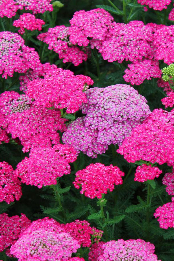 'Saucy Seduction' Achillea in bloom and up close showing the bright pink flower tops ©Hoffie Nursery