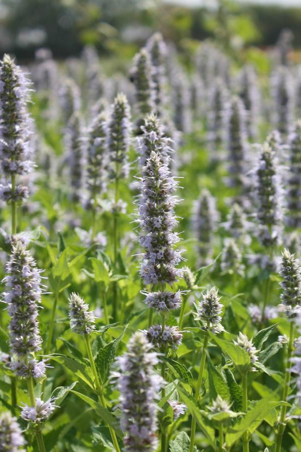 Agastache 'Blue Fortune' in bloom in a landscape setting with its fluffy purple flowers ©Hoffie Nursery