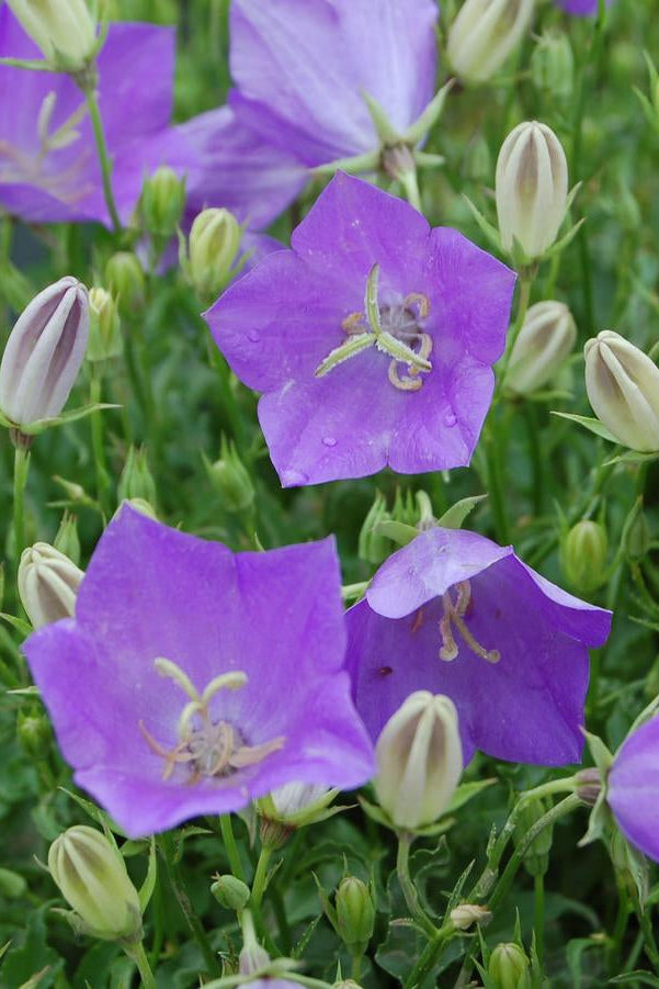 Campanula c. 'Blue Clips' Purple flowers with green leaves in a garden setting ©Hoffie Nursery