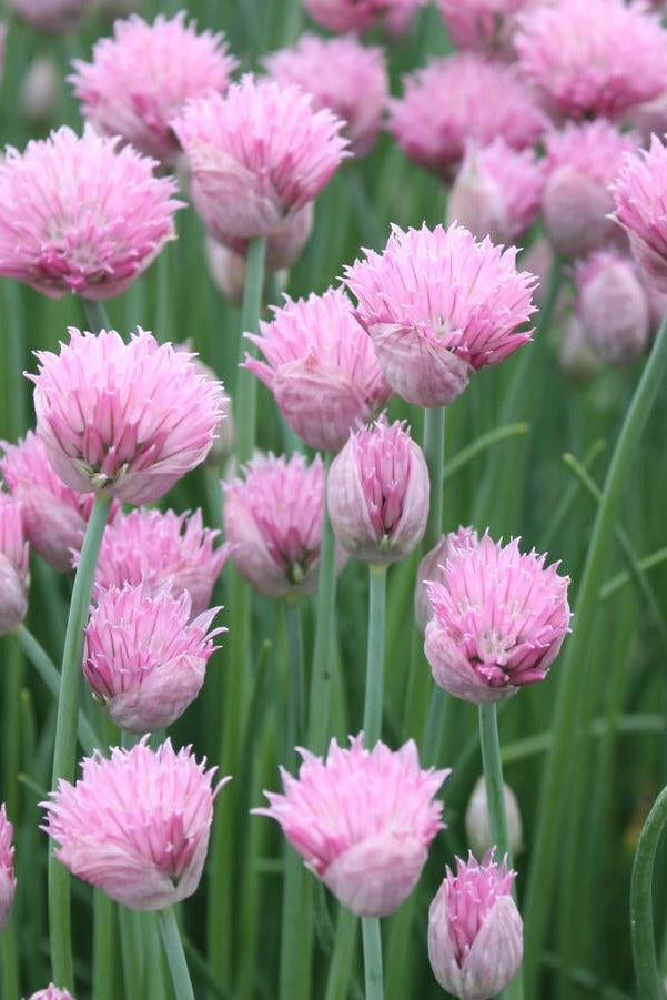 Pink chive flowers blooming in a field ©Hoffie Nursery