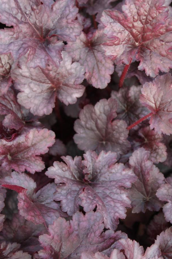 The dark burgundy leaves of the Heuchera 'Plum Pudding'   ©Hoffie Nursery