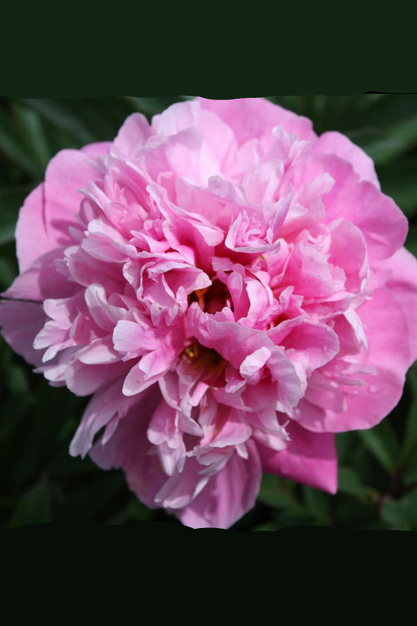Close-up of a pink Paeonia 'Dr. Alexander Fleming' peony flower with a blurred green background ©Hoffie Nursery