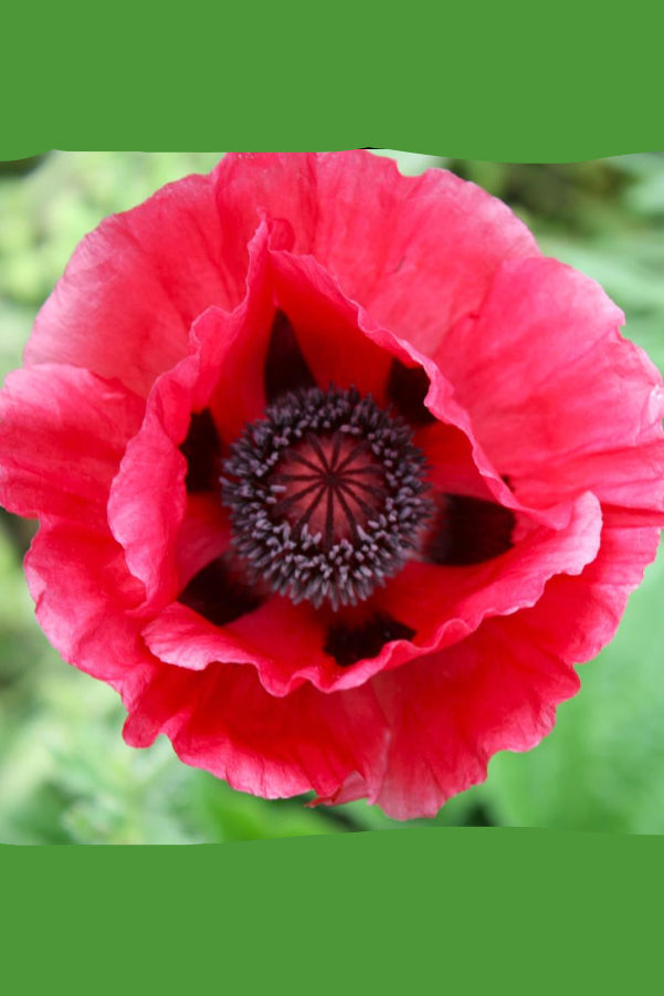 Papaver o. 'Marlene' open flower looking from above inside ©Hoffie Nursery