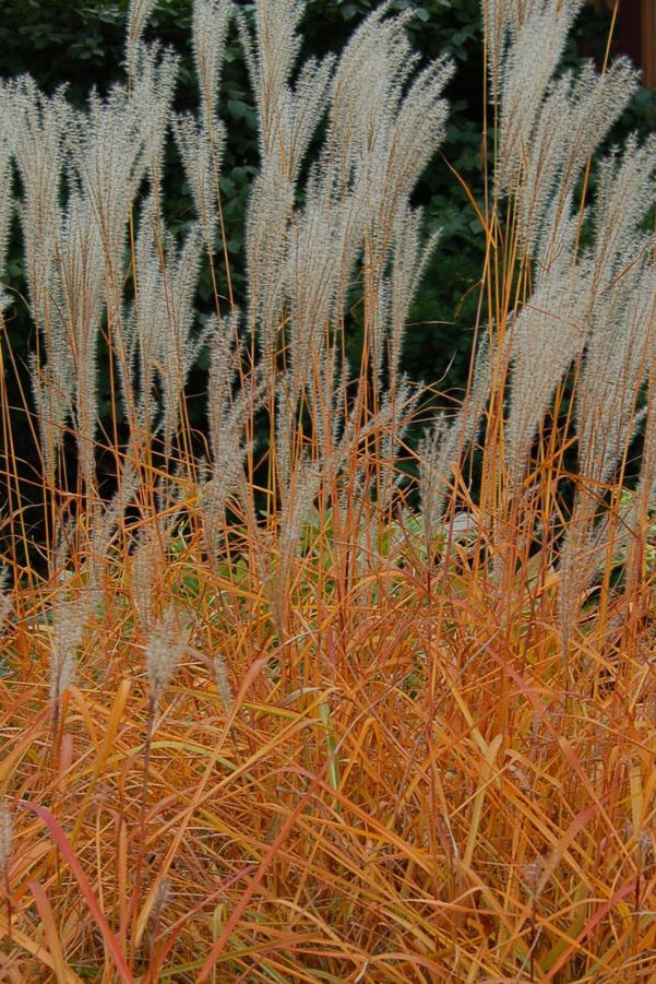 Miscanthus 'Purpurascens' planted in mass with colorful blades and its plumes ©Hoffie Nursery