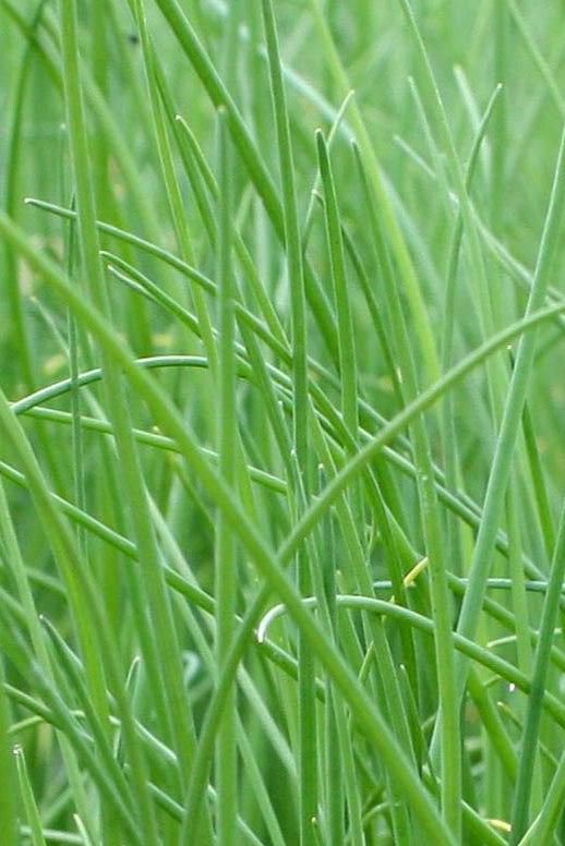 Common Chives in detail showing the green tube like greens ©Hoffie Nursery