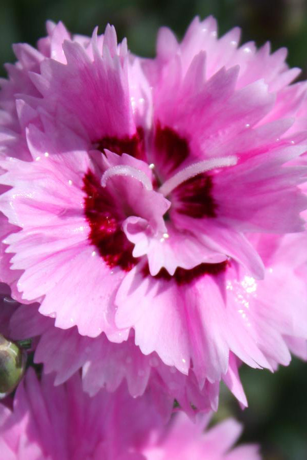 The bright fuchsia flowers of the Dianthus 'Pop Star' in full bloom and up close ©Hoffie Nursery