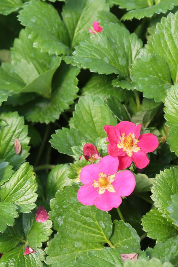 Strawberry plant 'Tristen' up close and in bloom with its pink flowers ©Hoffie Nursery