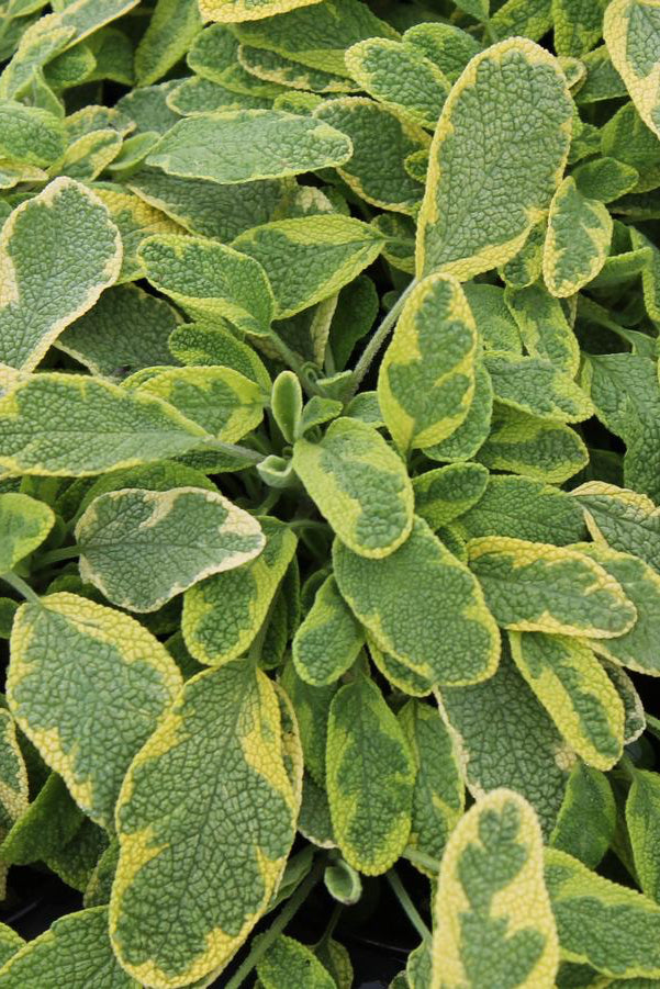 Golden Sage up close showing the variegated yellow and mint green ovate leaves ©Hoffie Nursery