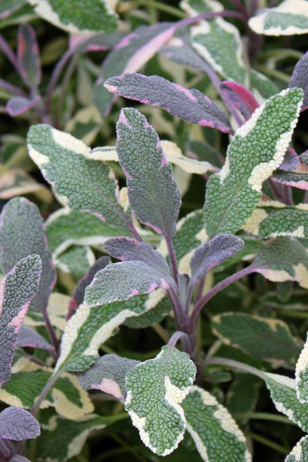 Tricolor Sage up close showing the various colors of the leaves ©Hoffie Nursery