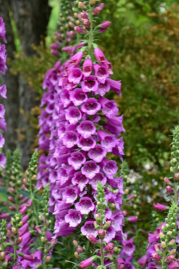 Purple foxglove flowers in a garden setting with green foliage. ©Hoffie Nursery