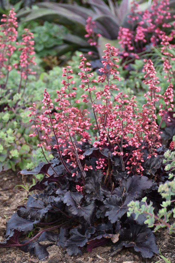 The bright pink flowers and almost black leaves of Heuchera 'Timeless Night' planted in the landscape ©Hoffie Nursery