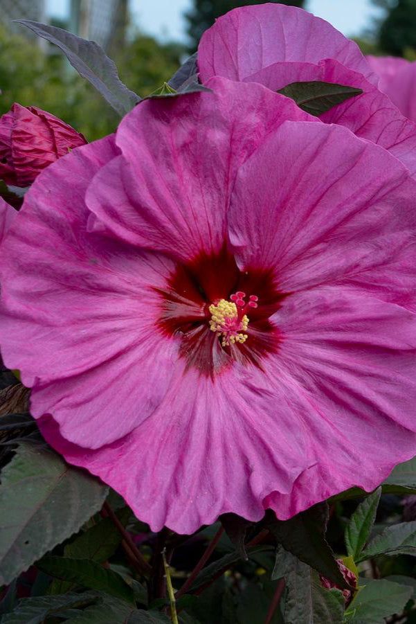 Hibiscus 'Berry Awesome' rose mallow in in bloom with its huge pink flowers up close ©Hoffie Nursery