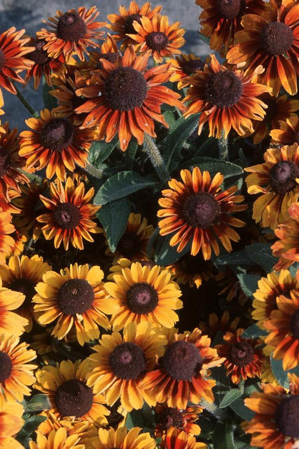 Rudbeckia 'Toto Rustic' blooming in mass ©Hoffie Nursery