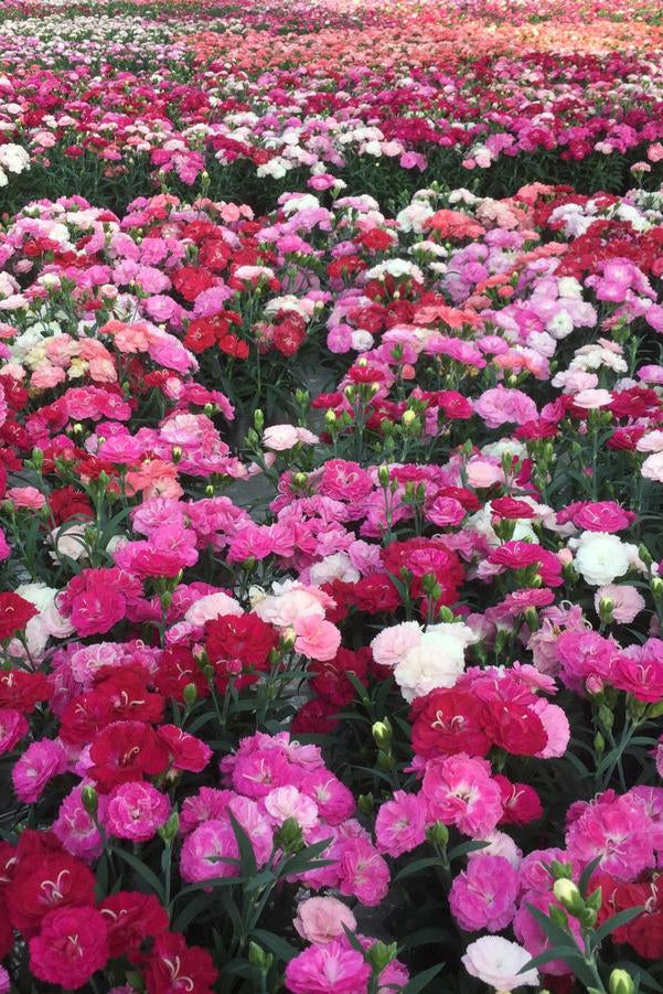 Field Dianthus 'Milk Cherry' of pink, red, and white flowers in a field ©Hoffie Nursery