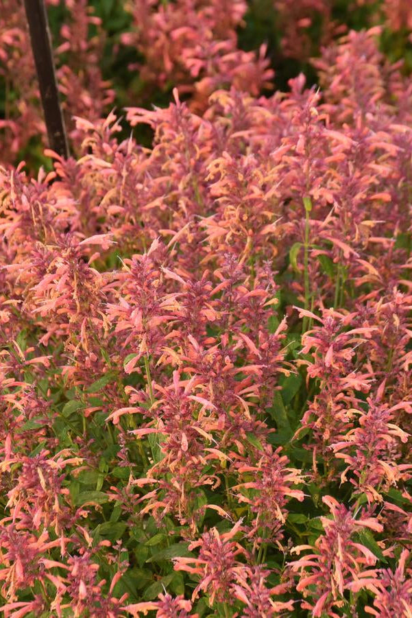Close-up of pink Agastache 'Guave Lava' flowers with green leaves in the background ©Hoffie Nursery