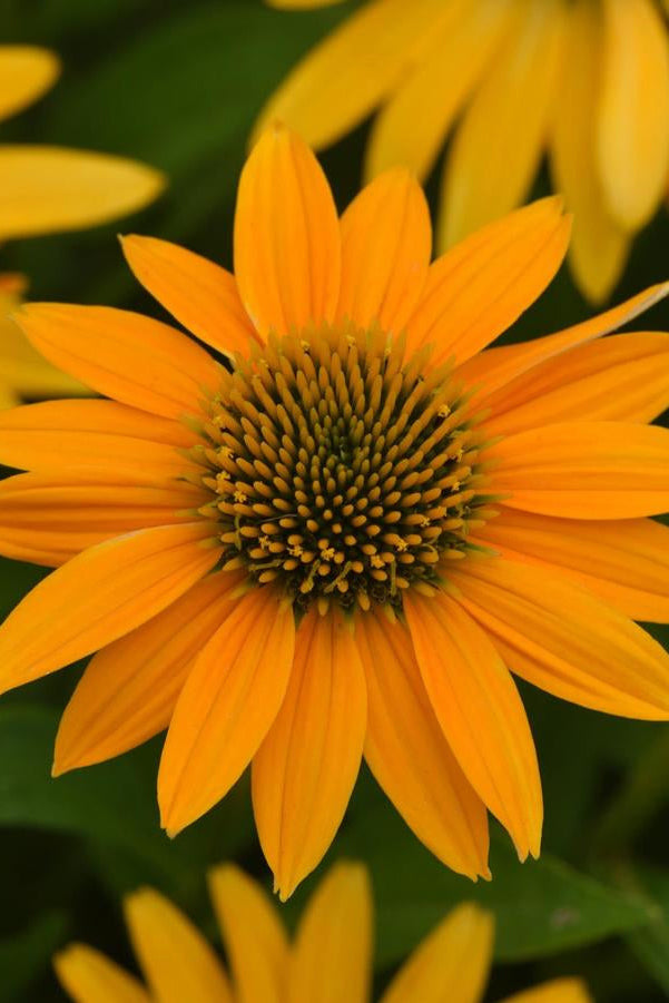 Close-up of a Echinacea 'Artisan Yellow Ombre' bright yellow flower with green leaves in the background ©Hoffie Nursery