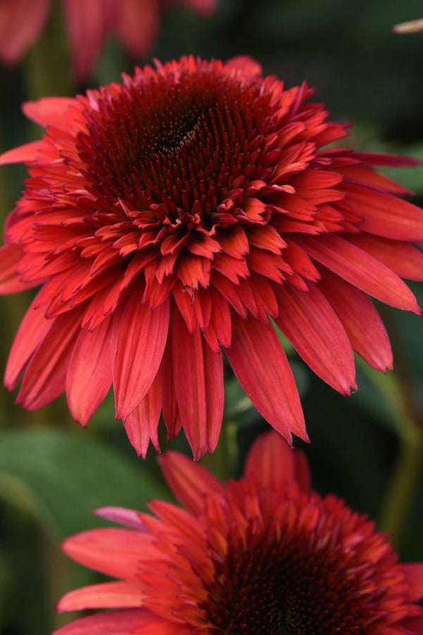 Echinacea 'Double Scoop Raspberry Deluxe' flowers red raspberry and blooming up close ©Hoffie Nursery