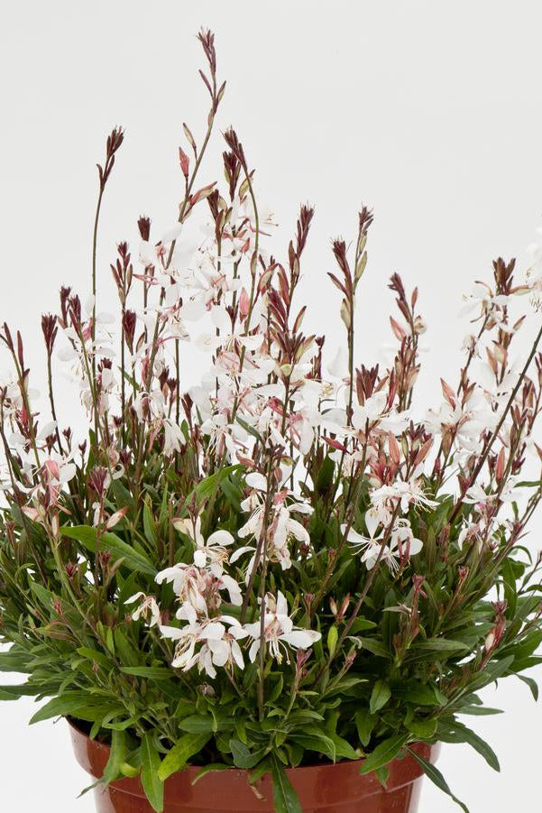 Gaura l. 'Bantam White' blooming against a white background.  ©Hoffie Nursery