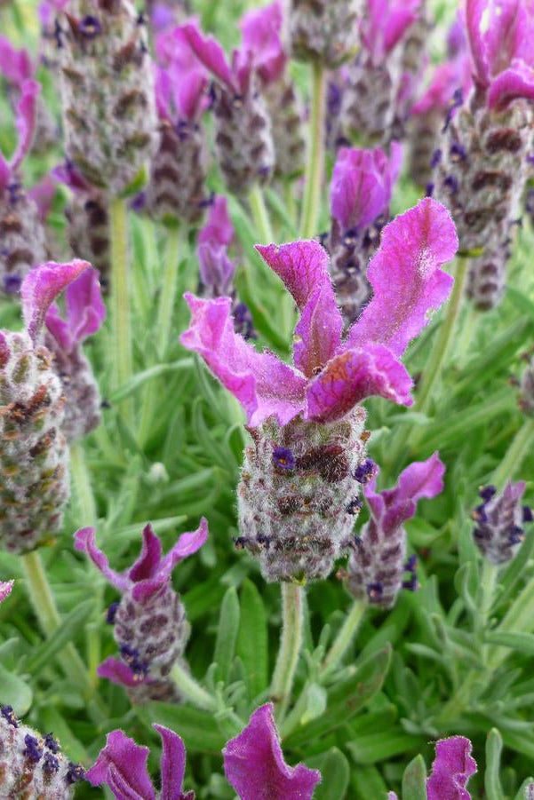 Close-up of Lavandula s. 'Bandera Deep Rose' purple lavender flowers with green leaves ©Hoffie Nursery