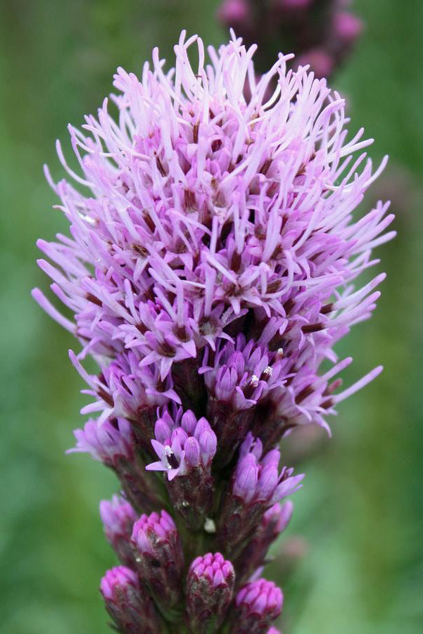  bright purple spike bloom of Liatris spicata 'Kobold' with its purple flowers. ©Hoffie Nursery