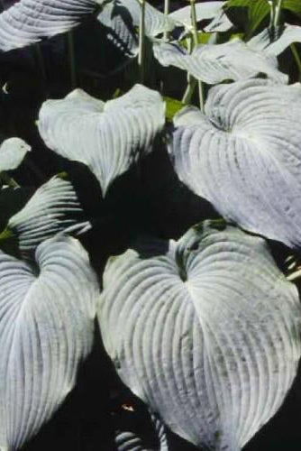 Close-up of large Hosta 'Blue Angel' green leaves with a dark background ©Hoffie Nursery