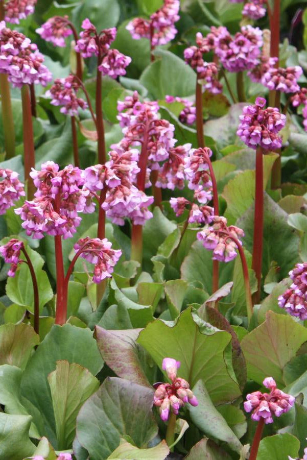 Close-up blooming Bergenia cordifolia of pink flowers with green leaves in a natural setting ©Hoffie Nursery