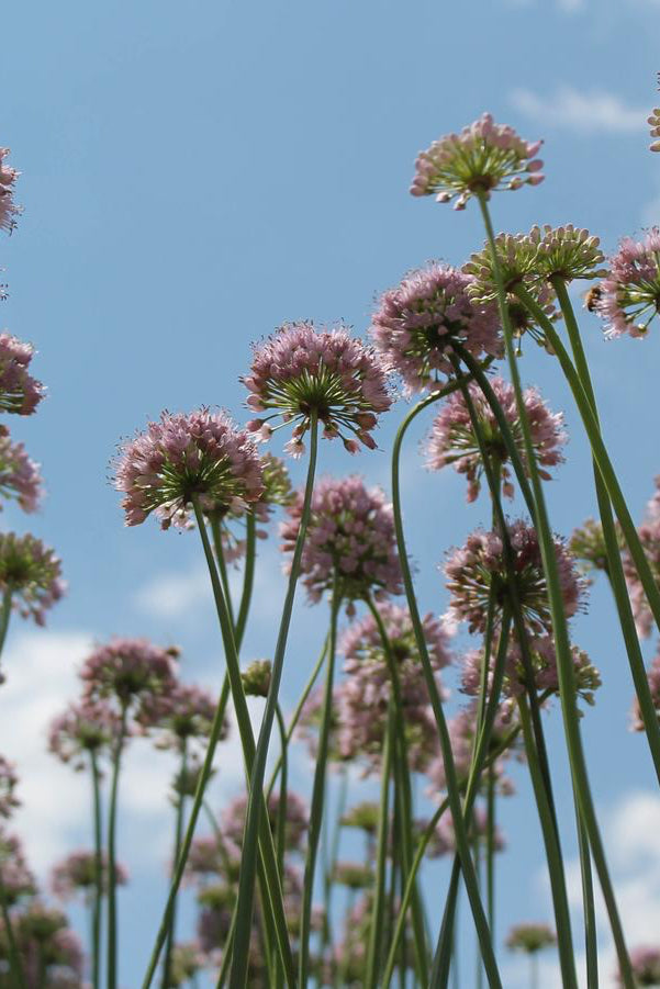 Allium 'Summer Beauty' in bloom ©Hoffie Nursery