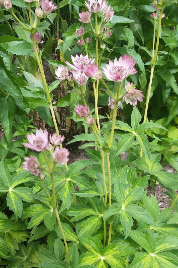 Astrantia m. 'Masterpiece' in bloom and up close with variegated foliage in the landscape ©Hoffie Nursery