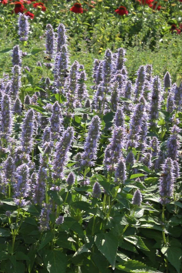 Agastache 'Blue Fortune' in bloom in a landscape setting with its fluffy purple flowers ©Hoffie Nursery