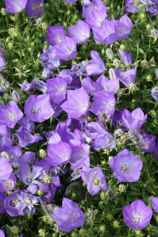 Close-up of Campanula c. 'Blue Clips' purple flowers with green leaves ©Hoffie Nursery