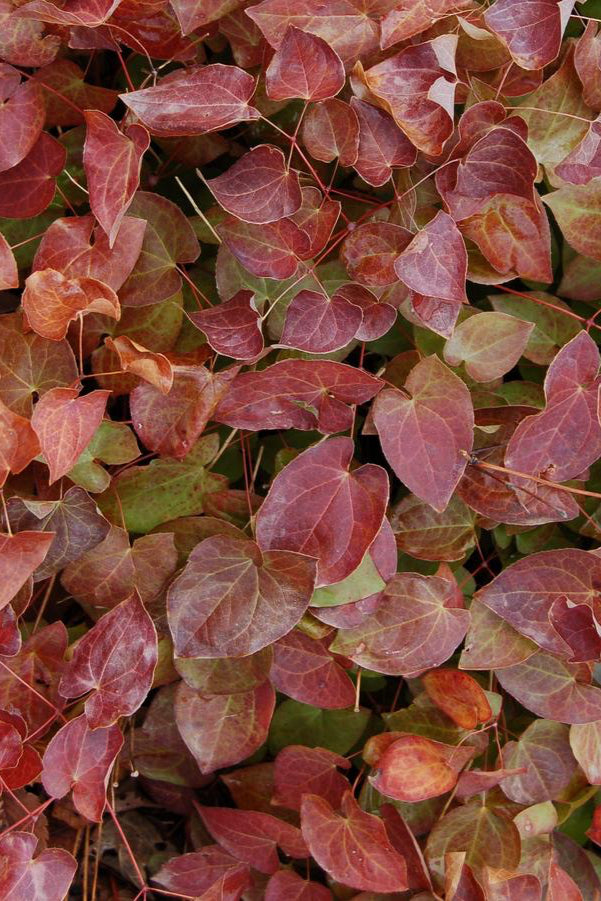 Epimedium 'Sulphureum' showing the  full red tinge delicate looking leaves. ©Hoffie Nursery