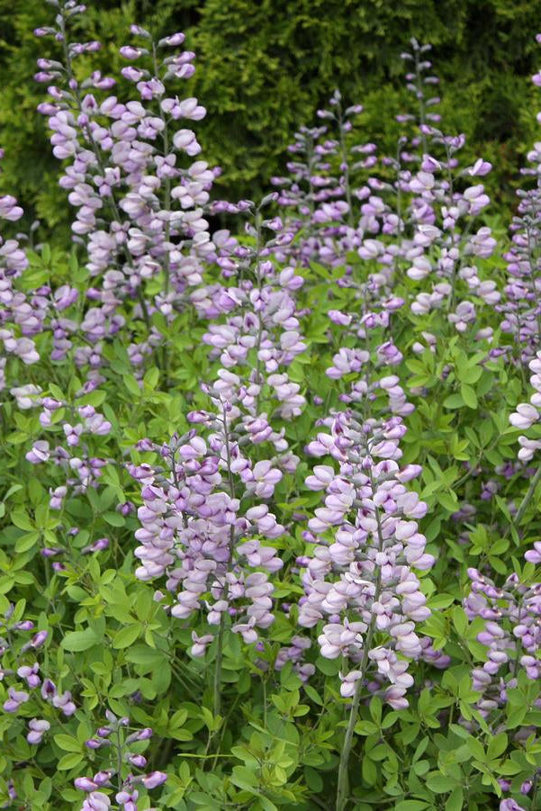 Baptisia 'Purple Smoke' planted in mass and blooming ©Hoffie Nursery