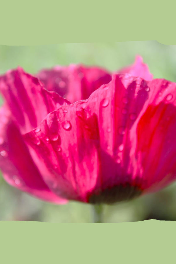 Papaver o. 'Marlene' open bright flower with a detail of the petals with water drops ©Hoffie Nursery