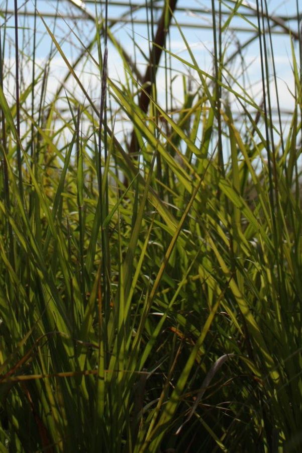 Miscanthus 'Purpurascens' planted in mass while the blades are still green ©Hoffie Nursery