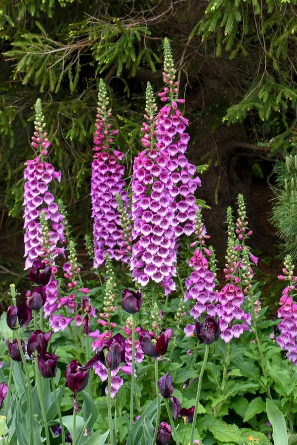 Purple foxglove flowers with green foliage in a natural setting ©Hoffie Nursery